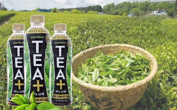 oolong tea plus oolong tea plus